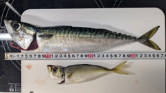サバの釣果