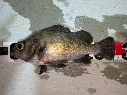 メバルの釣果