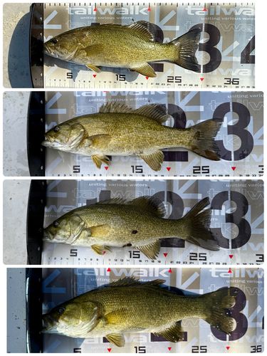 スモールマウスバスの釣果