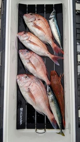マダイの釣果