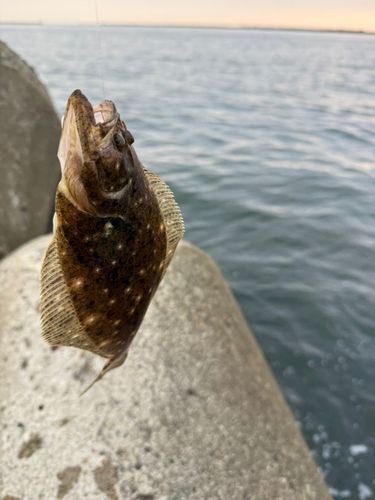 ソゲの釣果