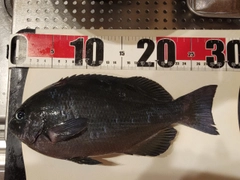 グレの釣果