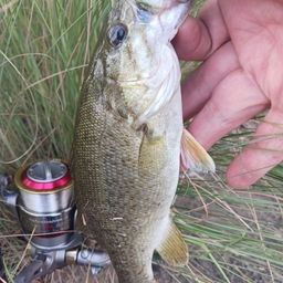 スモールマウスバス