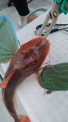 ホウボウの釣果