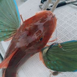 ホウボウ