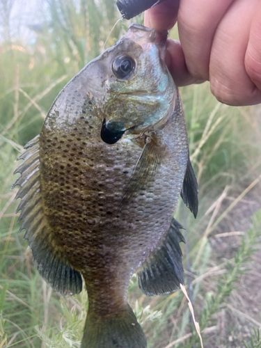 ブルーギルの釣果