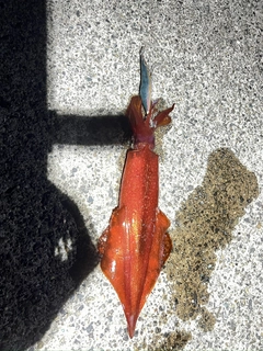 ケンサキイカの釣果