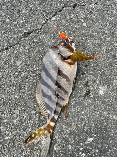 タカノハダイの釣果