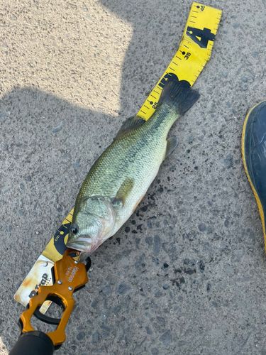 ラージマウスバスの釣果