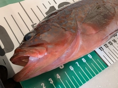 キジハタの釣果