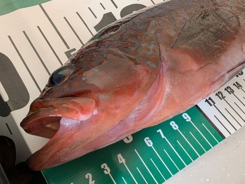 キジハタの釣果