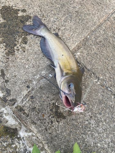 アメリカナマズの釣果