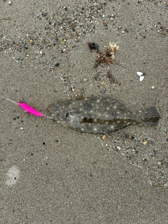 ソゲの釣果