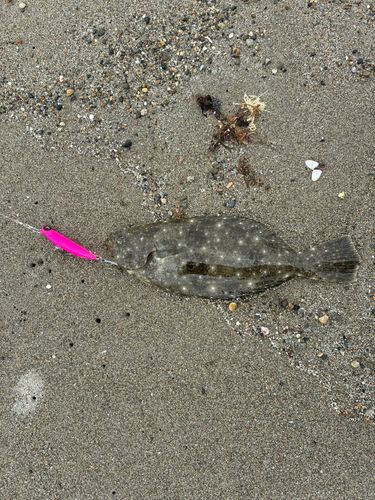 ソゲの釣果
