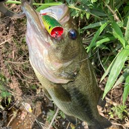 ラージマウスバス