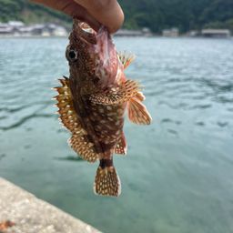 ガシラ