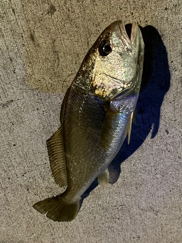 イシモチの釣果