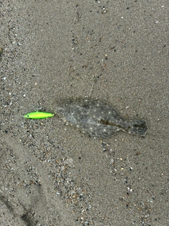 ソゲの釣果