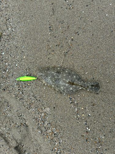 ソゲの釣果