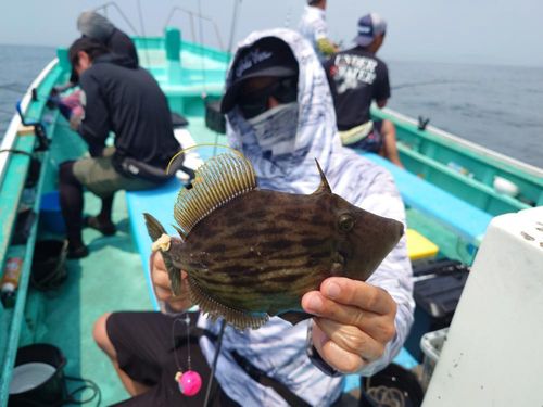 カワハギの釣果
