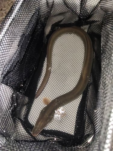 ウナギの釣果