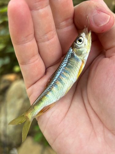 オイカワの釣果