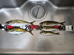 アジの釣果