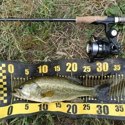 ラージマウスバス