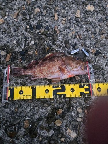 アラカブの釣果