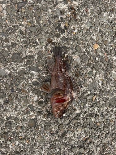 ハチガラの釣果