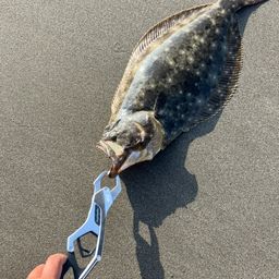 ヒラメ
