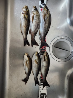 イサキの釣果