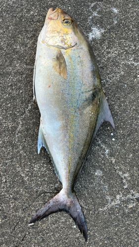 ヒレナガカンパチの釣果