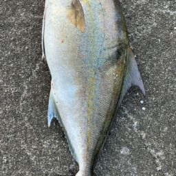 ヒレナガカンパチ