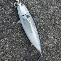マルソウダ