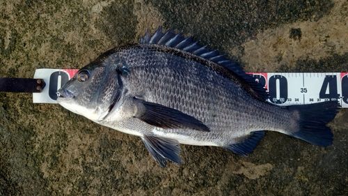 チヌの釣果