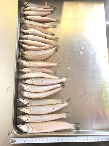 キスの釣果