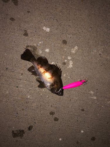 メバルの釣果