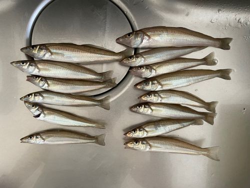 キスの釣果