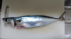 サバの釣果