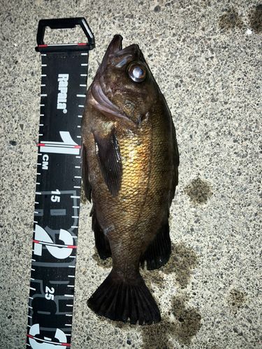 メバルの釣果