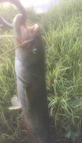 ナマズの釣果