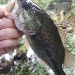 ブラックバス