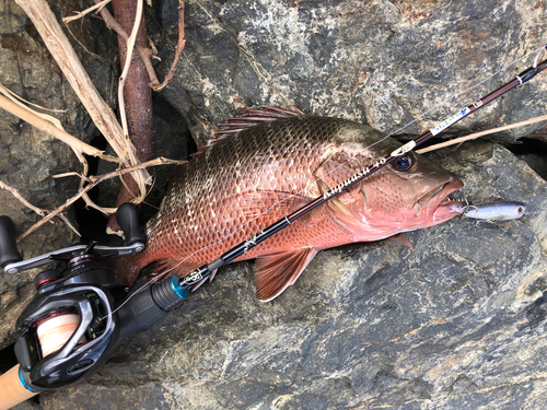 ゴマフエダイの釣果