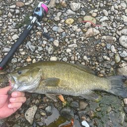 スモールマウスバス