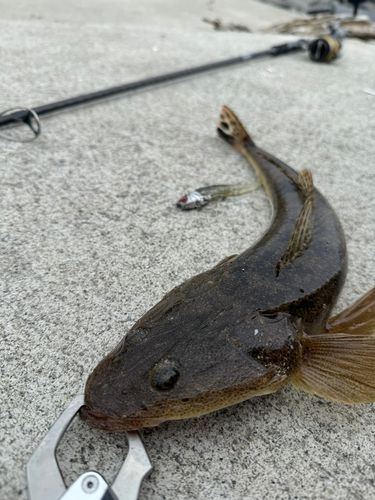 マゴチの釣果