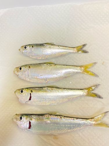 サッパの釣果