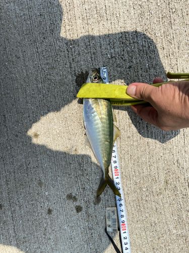 アオアジの釣果