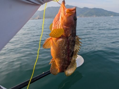 ハタの釣果