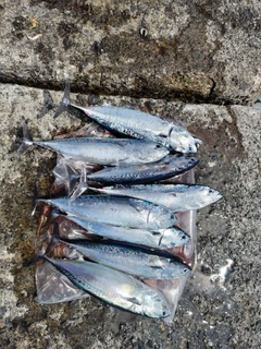 ソウダガツオの釣果